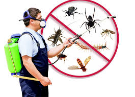 pest-control-dubai